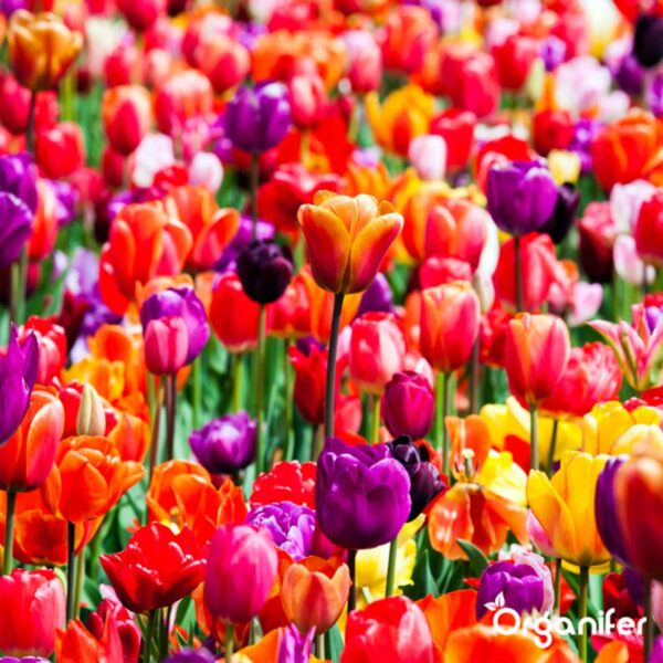 Engrais De Jardin Universel - 200 Kg - Pour 2000 M - Engrais De Haute Qualité Pour Toutes Les Plantes De Jardin - Favorise Une Croissance Forte Et Une Floraison Riche - Organifer