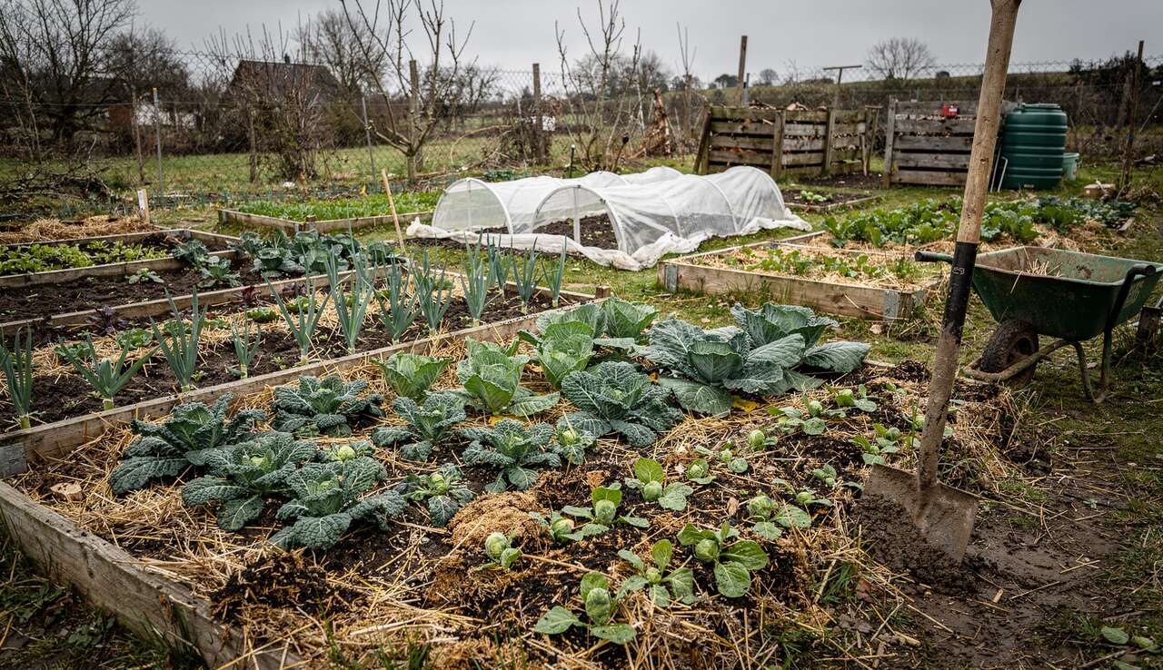 Jardin bio durable : que faire en février ?