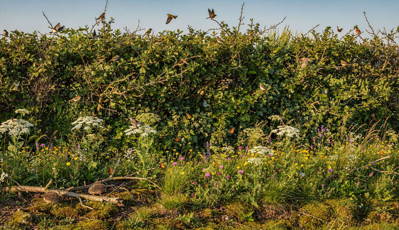 Choix des esp&egrave;ces pour favoriser la biodiversit&eacute;