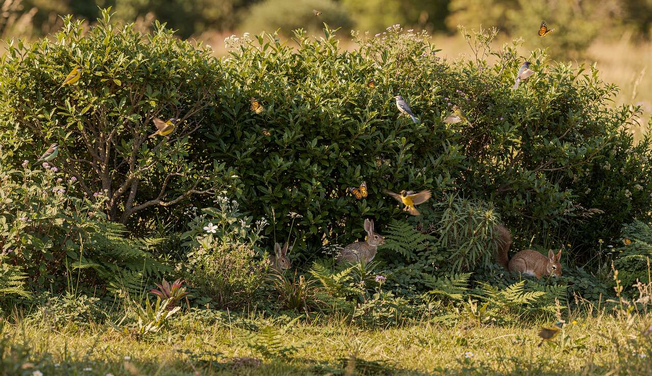 Cr&eacute;er un refuge pour la faune locale