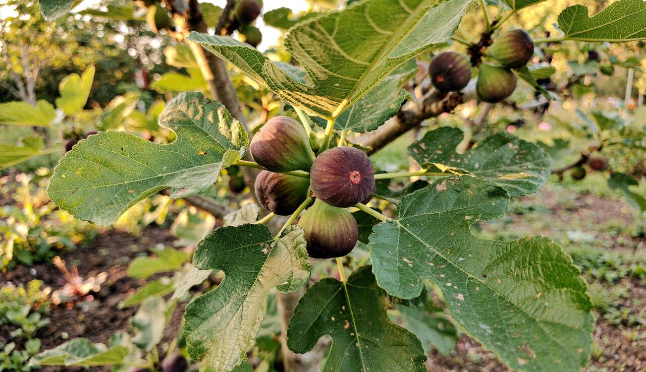 Les 3 tailles magiques pour un figuier abondant