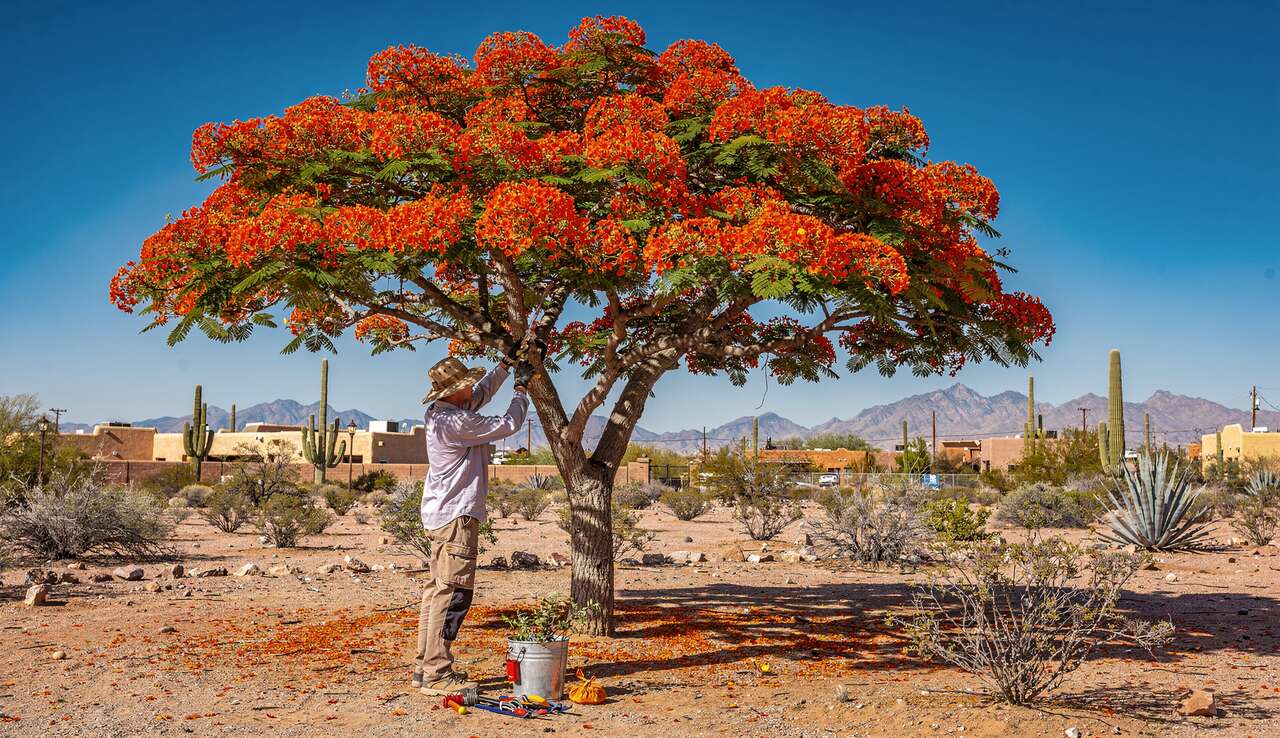 Tailler le flamboyant du désert à Phoenix