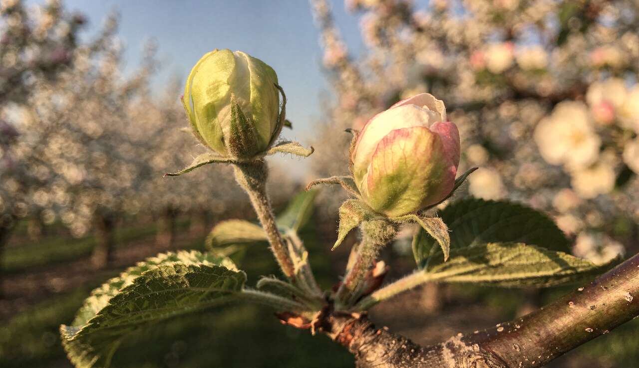 Bourgeons du pommier : deux types à découvrir