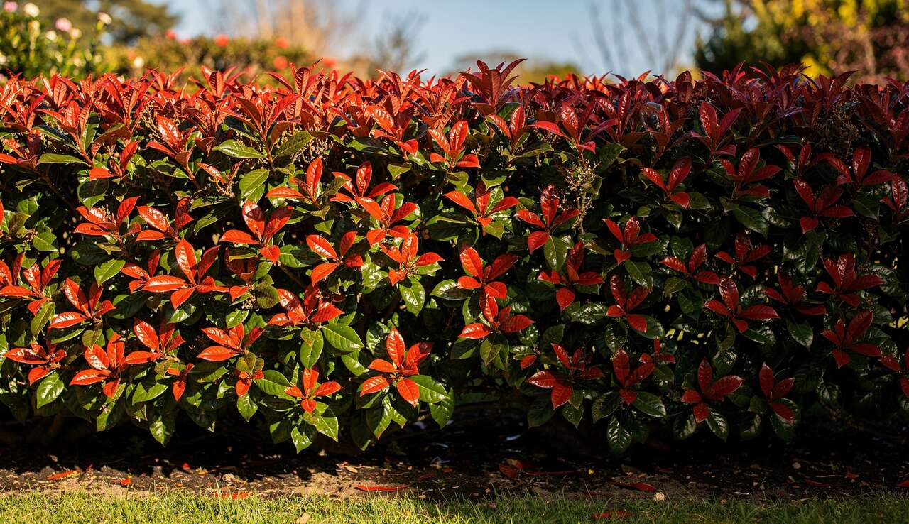 Les alternatives au photinia : diversifier sa haie pour plus de couleur et de vie Les alternatives au photinia : diversifier sa haie pour plus de couleur et de vie