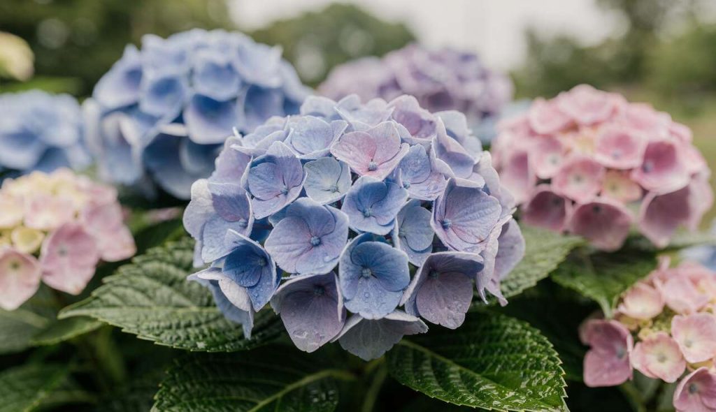 Revitaliser vos hortensias fanés : astuces efficaces