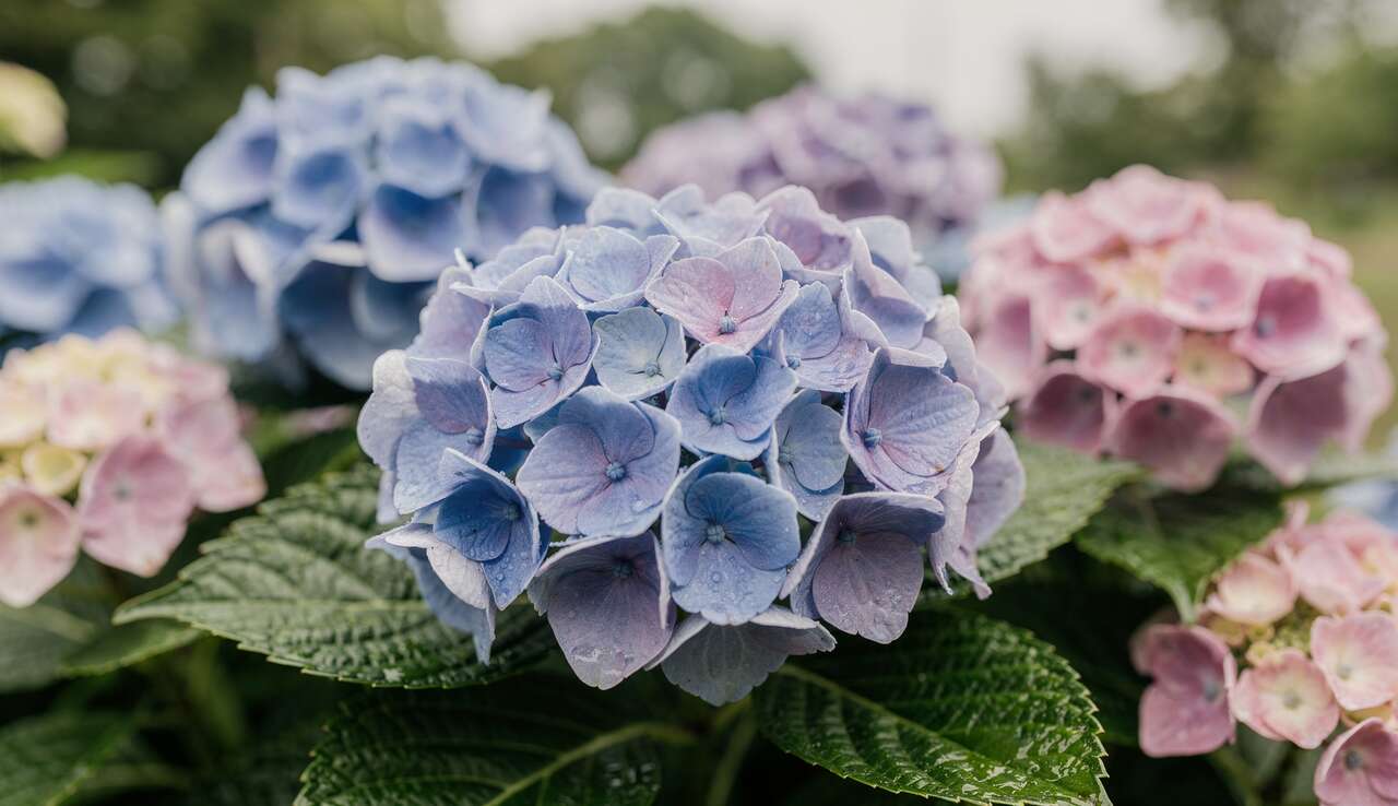 Revitaliser vos hortensias fanés : astuces efficaces