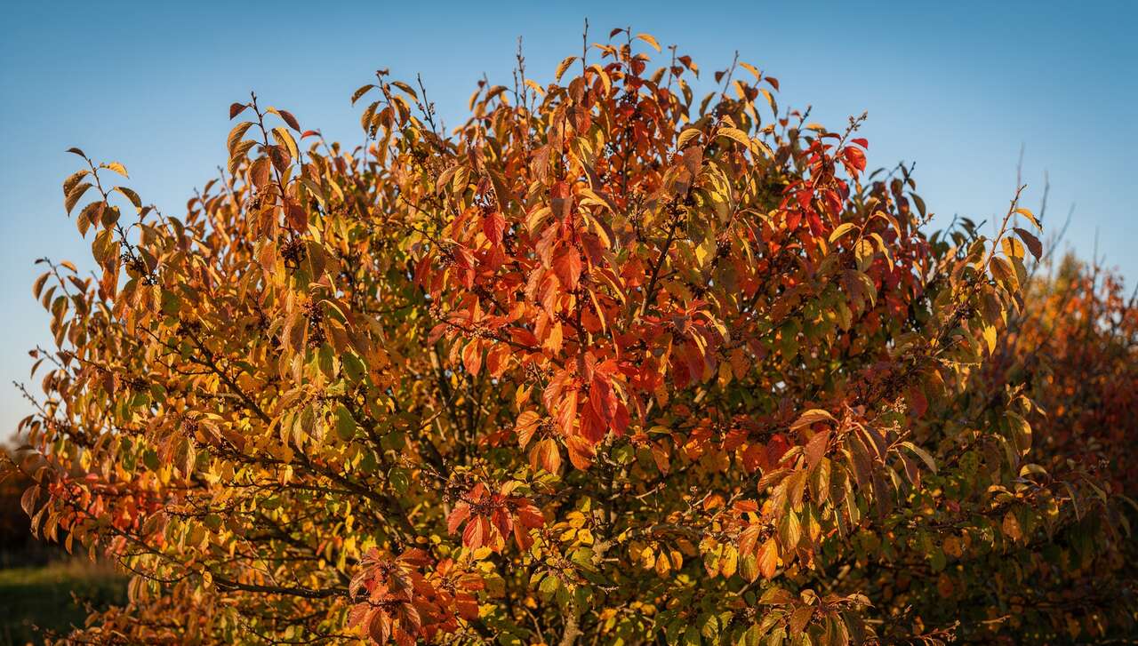 Am&eacute;lanchier : un arbuste aux mille couleurs