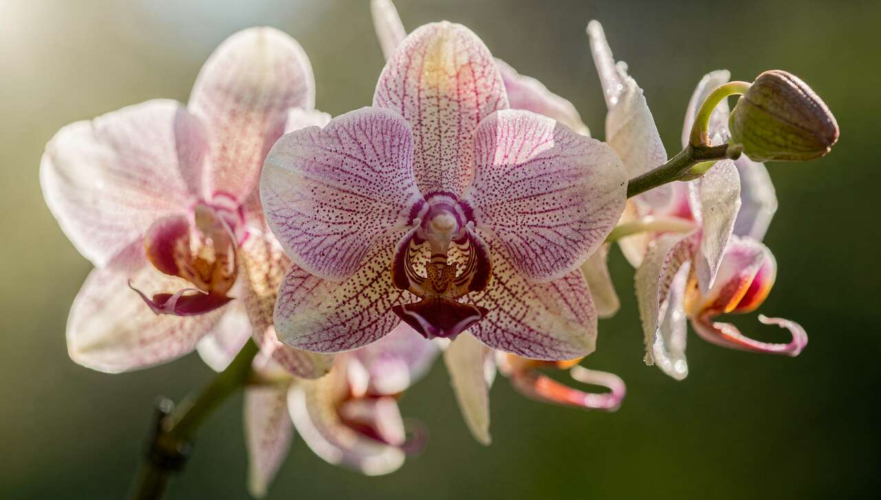 Multiplier vos orchidées facilement