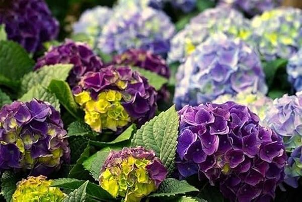 Découvrez comment la terre de bruyère Bio 40L Secret Vert optimise la croissance des plantes acidophiles grâce à ses propriétés uniques et naturelles.