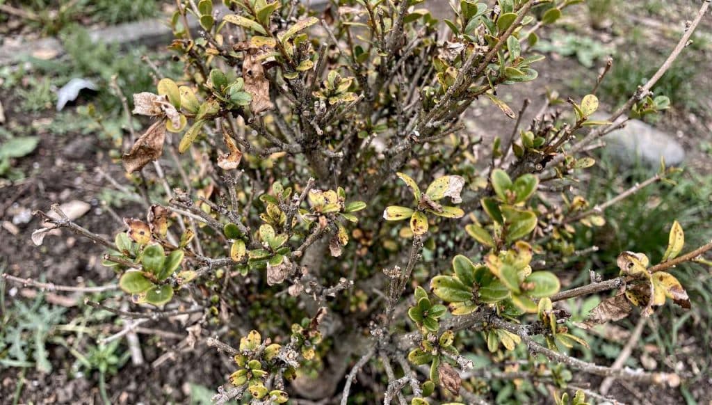 Buis en Péril : que Faire ?