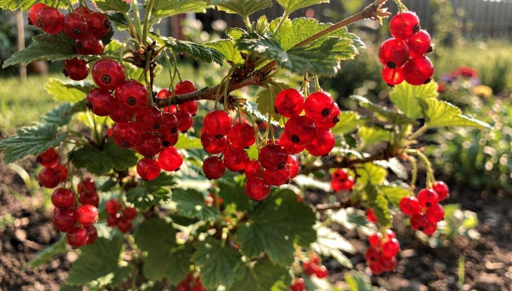 Guide pratique : planter et récolter votre groseillier