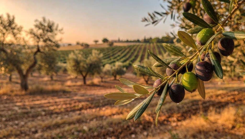 Guide Cultiver un Olivier : de la plantation à la récolte