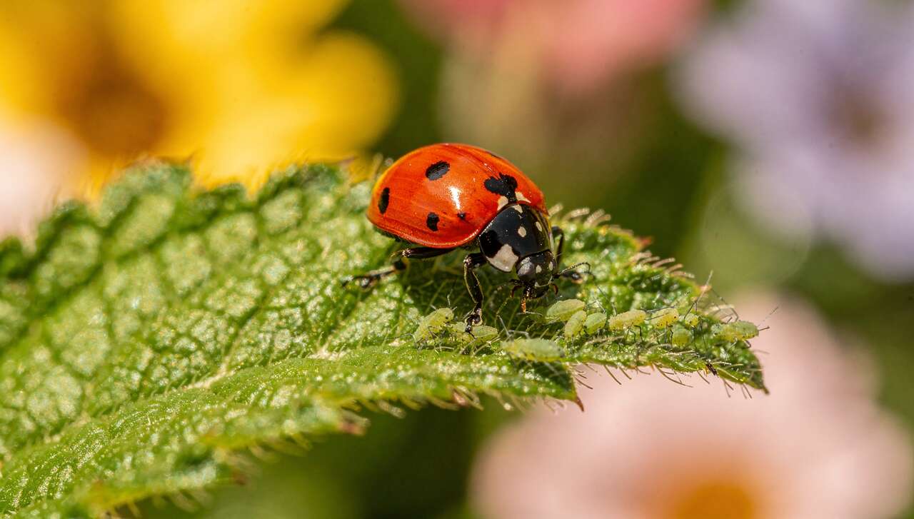 Les pucerons : un fléau pour le jardin