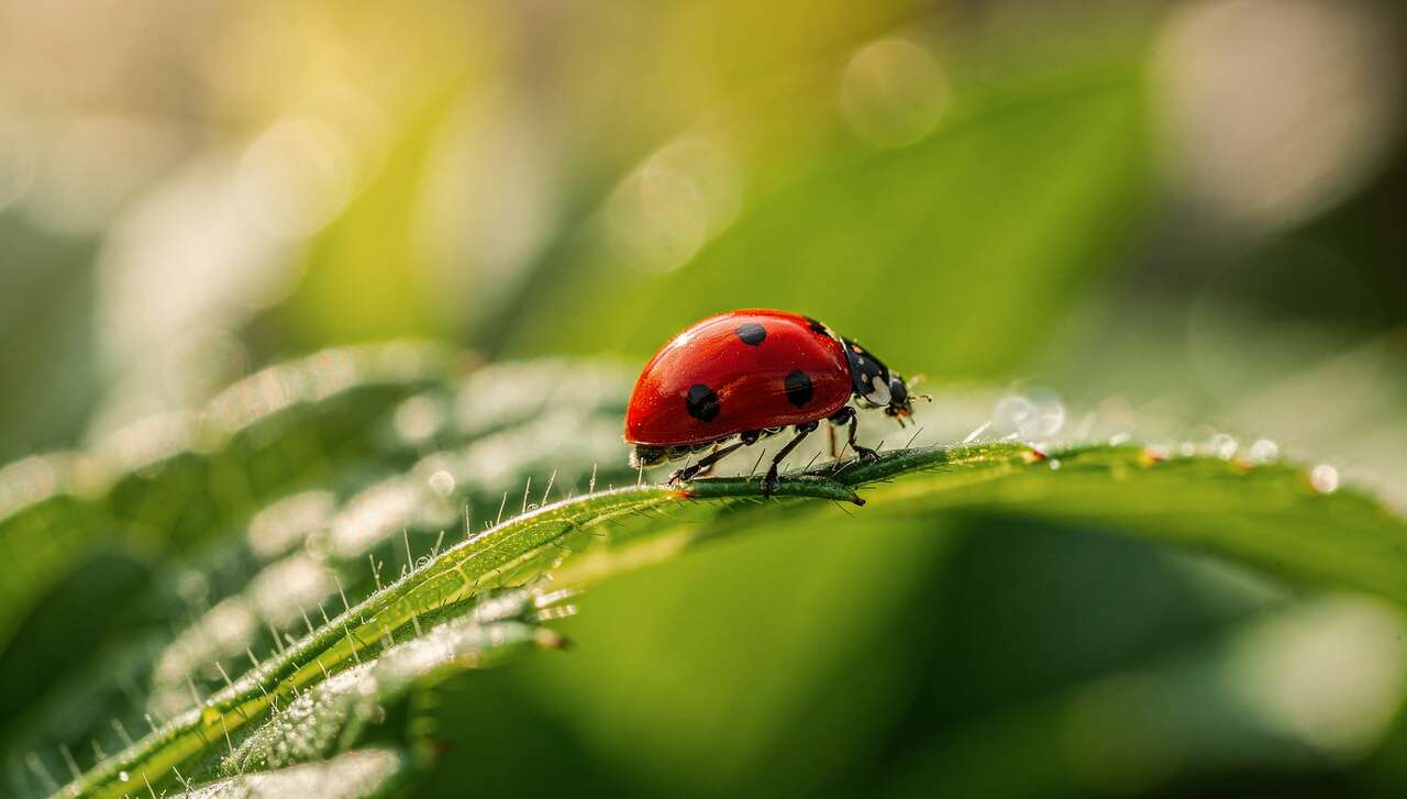 Les coccinelles : alliées naturelles du jardinier