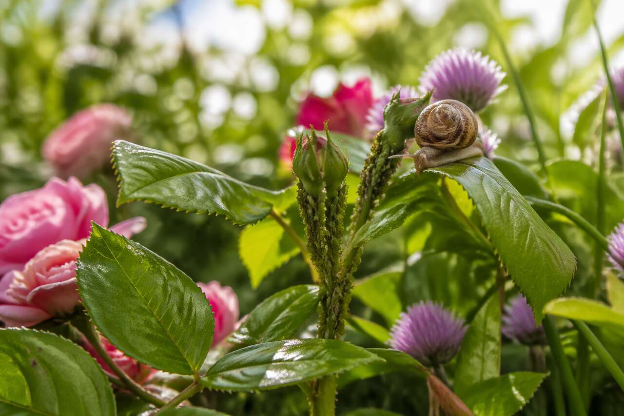 Comprendre les nuisibles du jardin