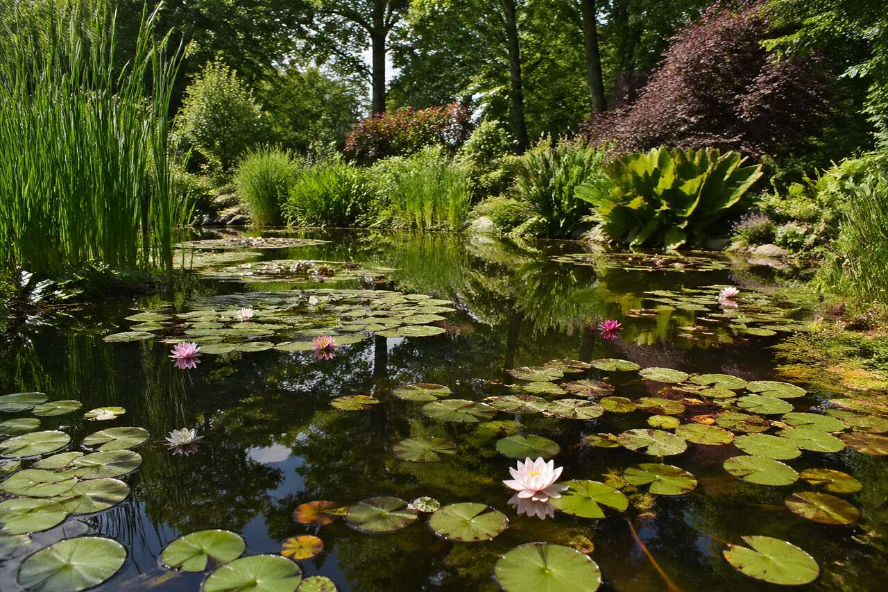 Choisir les plantes aquatiques pour favoriser la biodiversité