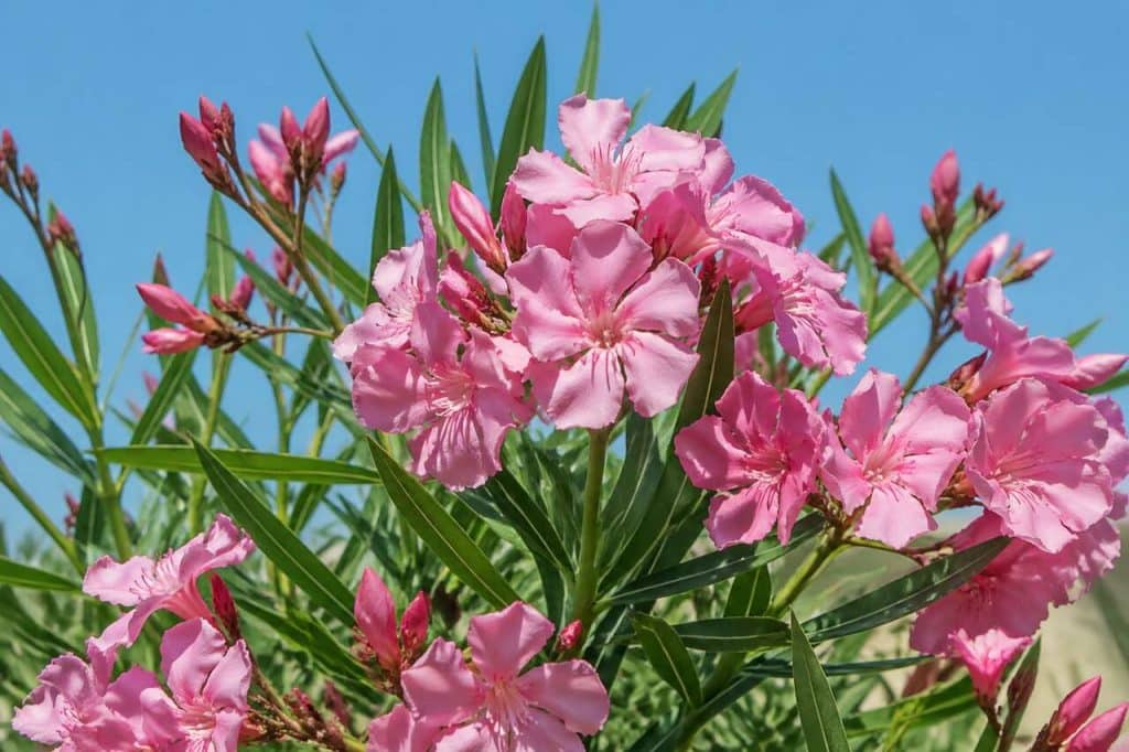 Guide complet pour un laurier-rose éclatant : plantation, taille et soins