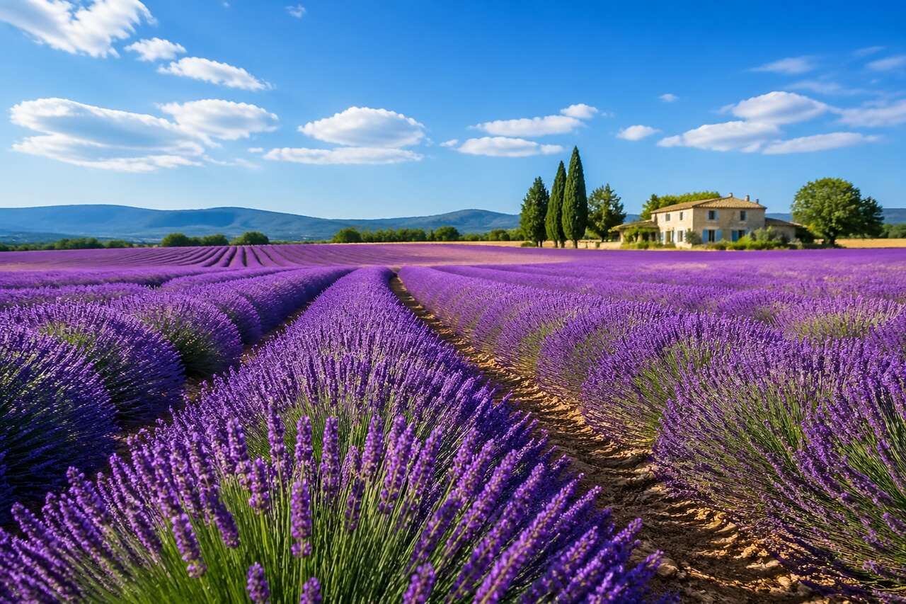 Tout savoir sur la culture de lavande, du semis à la récolte