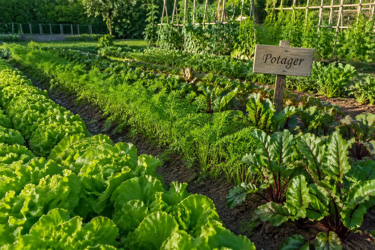 Les légumes à semer en juillet pour une récolte d'automne