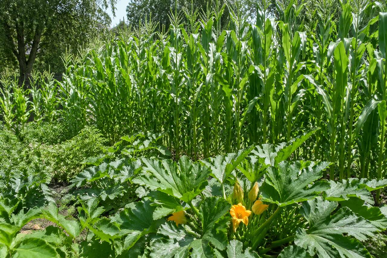 Conseils pour réussir les semis de maïs sucré et courgettes