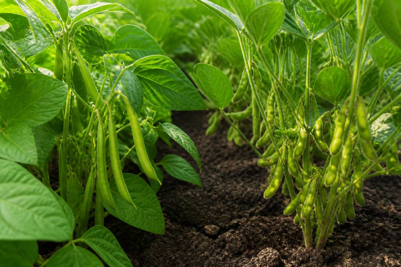Haricots verts et soja : semis faciles et productifs