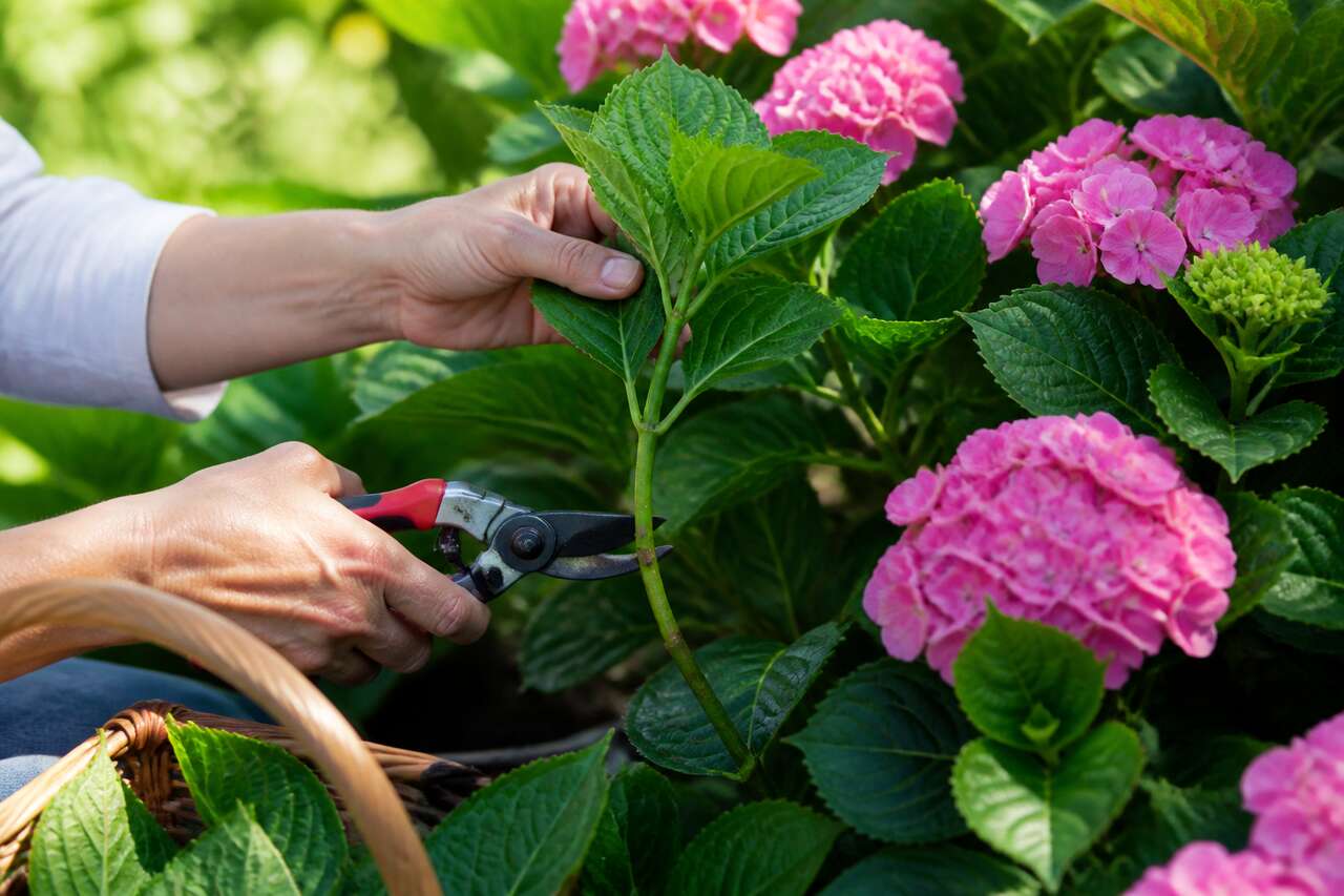 Réussir ses boutures d'hortensias